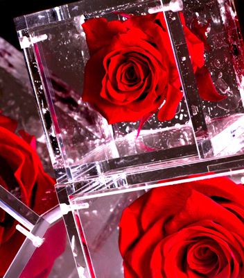 Rosa Eterna Blu Rosa Stabilizzata in Cupola di Vetro regalo di San
