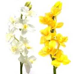 Orchidea Cymbidium - Scegli il Colore