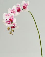 Orchidea Artificiale Bianca Sfumata