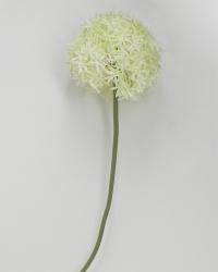 Allium Bianco Artificiale
