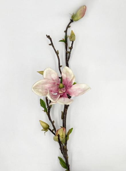 Magnolia Rosa | Fior di Loto Riccione