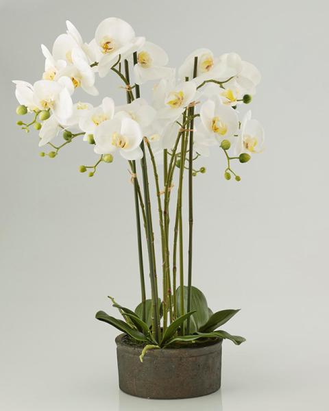 Pianta di Orchidea Phaleonopsis - Scegli il Colore