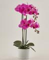 Pianta di Orchidea Artificiale  Kim - Scegli il colore