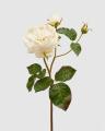 Rosa Inglese Superior - Scegli il Colore