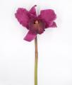 Orchidea Cattleya Viola