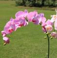 Orchidea Phalaenopsis Fucsia