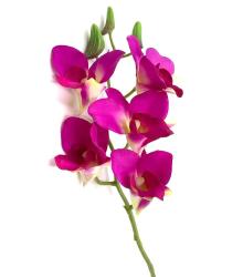 Orchidea Dendrobium