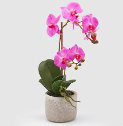 Pianta di Orchidea Darling - Scegli il Colore
