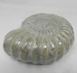Candela Ammonite