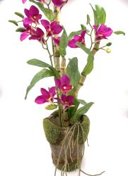 Pianta di Orchidea Dendrobium