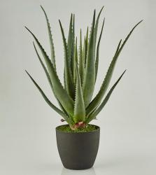 Pianta di Aloe con Vaso