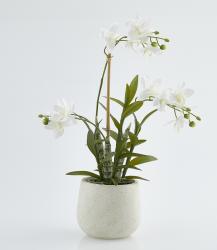 Pianta di Orchidea Dendrobium - Scegli la Misura