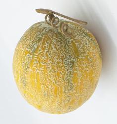 Melone Artificiale