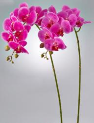 Orchidea Phalaenopsis Fucsia