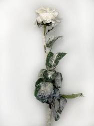 Rosa del Ghiaccio