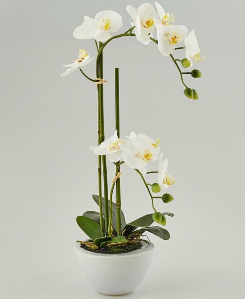 Pianta di Orchidea Mamiko - Scegli il Colore