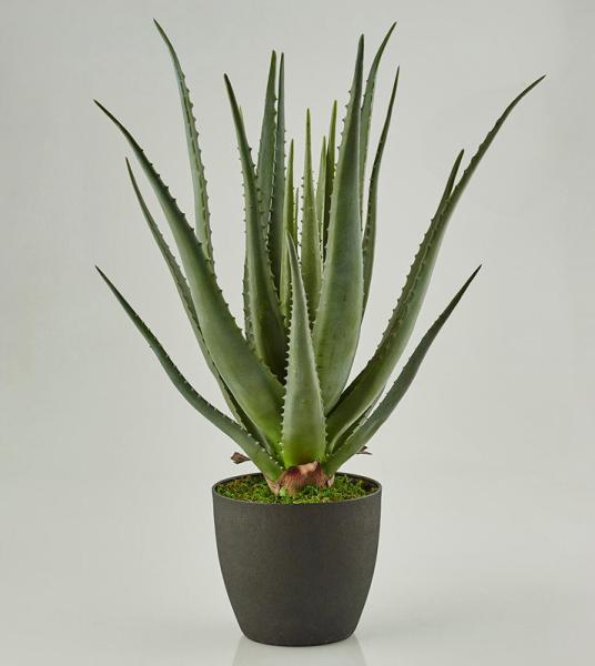 Pianta di Aloe con Vaso