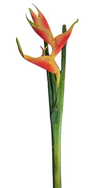 Fiore Tropicale Heliconia - Scegli il Colore