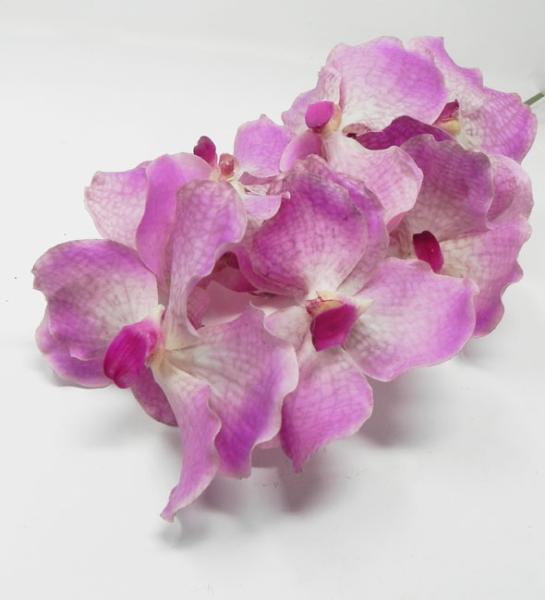 Orchidea Wanda