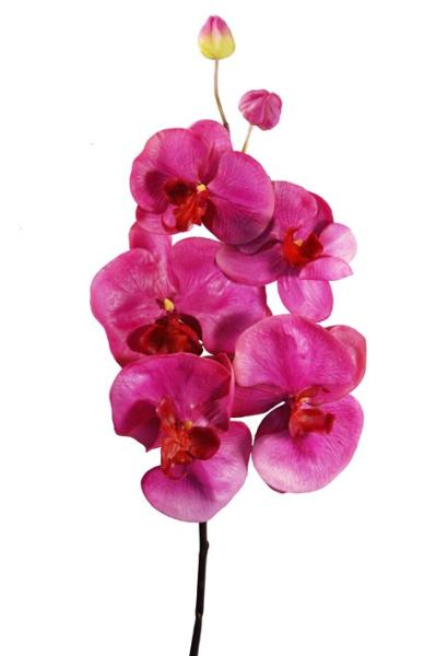 Orchidea Tropicale - Phalaenopsis Fucsia