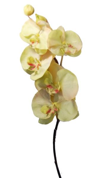 Orchidea Tropicale - Phalaenopsis Gialla