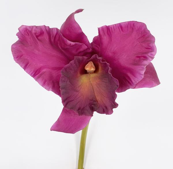 Orchidea Cattleya Viola