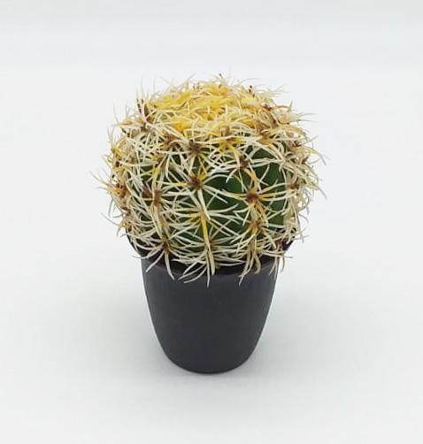 Pianta Grassa Echinocactus